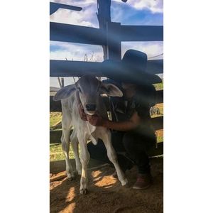 Meet your Posher, Perla